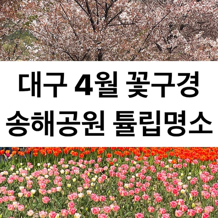 대구 4월 꽃구경 가볼만한곳 송해공원 튤립명소 개화상태