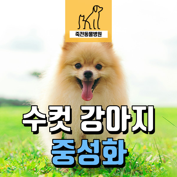 수컷 강아지 중성화 수술 전 검사 결과가 안 좋으면? - 용인 구성 죽전동물병원