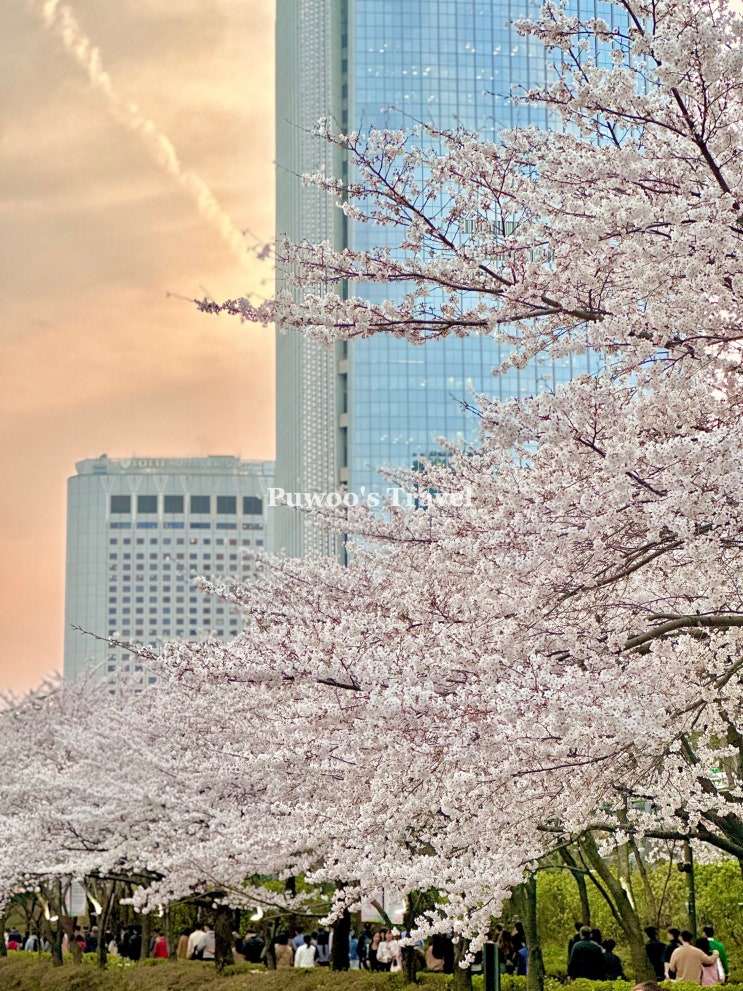 서울 잠실 벚꽃놀이 벚꽃명소 석촌호수 사진