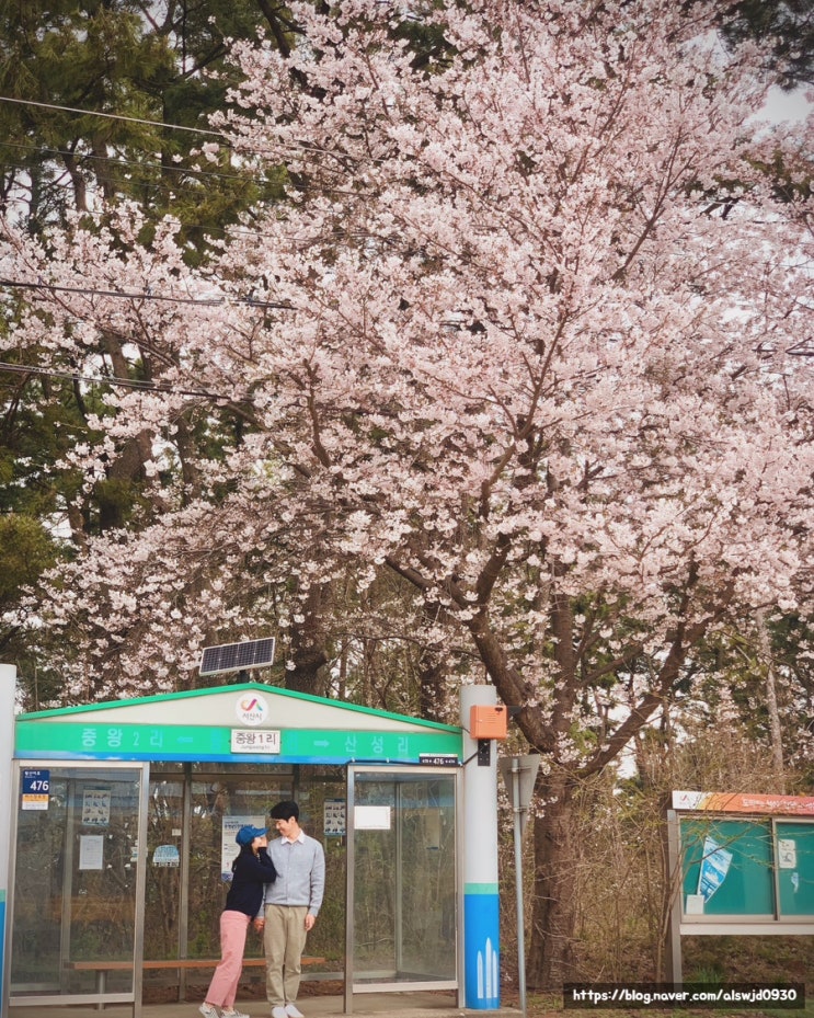  [충남 서산여행] 서산 벚꽃명소 모음(중왕리 벚꽃길, 샨티학교, 중앙호수공원, 해미천교)