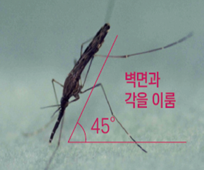 모기에서 <b>말라리아</b> 원충 확인, <b>말라리아</b> 조심하세요!