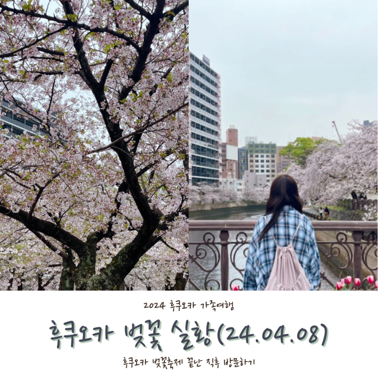  [2024 후쿠오카] #2. 일본 벚꽃 후쿠오카 벚꽃 만개 실황(2024.04.08 기준 텐진, 구마모토성)