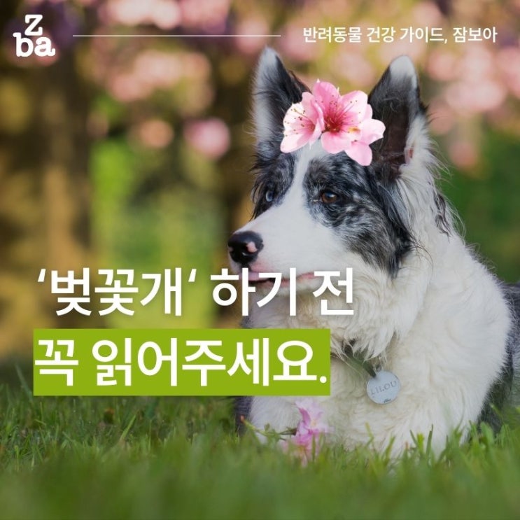  강아지 봄 산책. 벚꽃개가 위험한 이유
