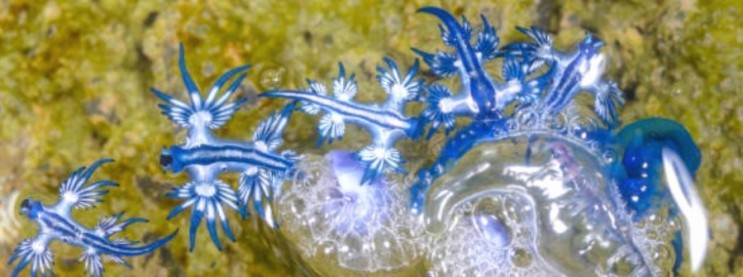 푸른갯민숭달팽이, 다른 동물들의 독을 뺏어 사용하는 바다 달팽이