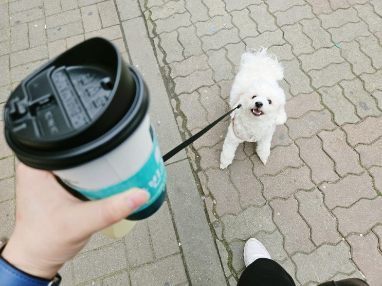  똥꼬발랄 산책조아 비숑 강아지 보리의 일상