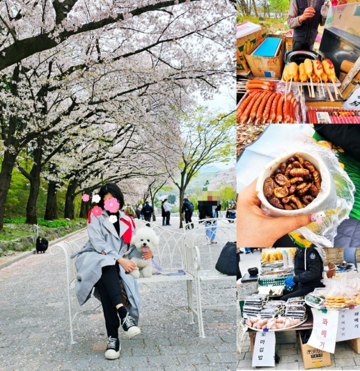 과천서울대공원 벚꽃 먹거리 음식가격 김밥 번데기 핫도그 등