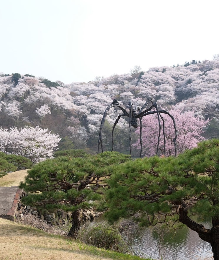  경기도 용인 벚꽃 명소 가실벚꽃길 호암미술관 실시간 개화상황