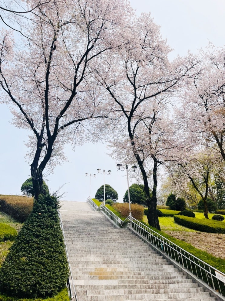  원주 현충탑 4월 10일 벚꽃나무