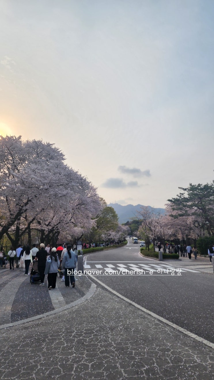  [경기 과천] 2024년 서울대공원 벚꽃축제