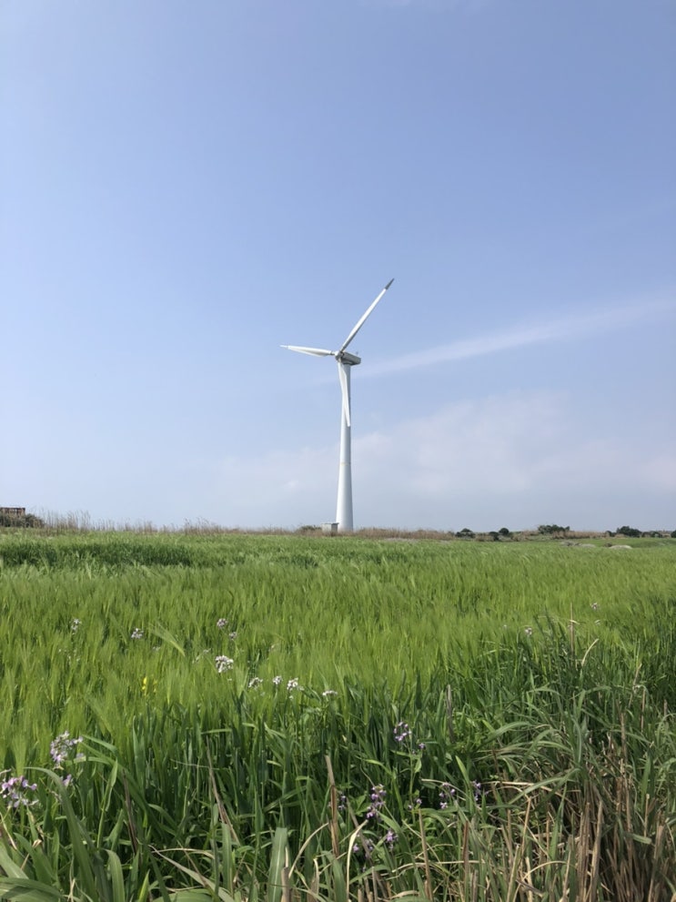  제주 봄나들이 3박4일 여행코스 2일차 (산방산, 유채꽃, 머들집, 가파도, 청보리축제, 줄라이앤어거스트, 당산봉, 신창풍차해한도로, 프레드피자)