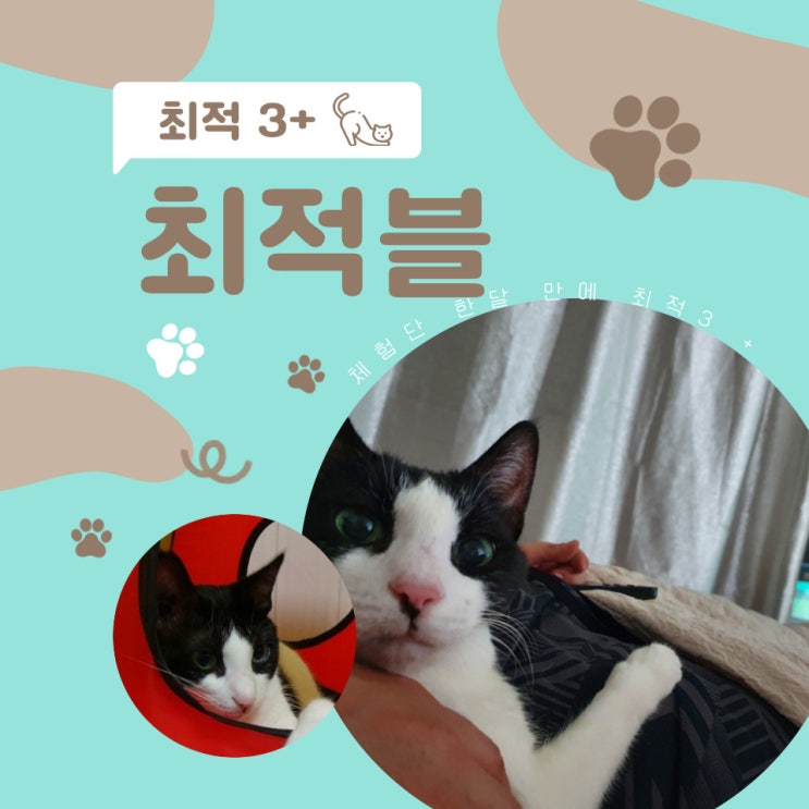  블로그 지수 확인 최적 2 + 한 달 만에 최적 3 + 최적블이 된 방법