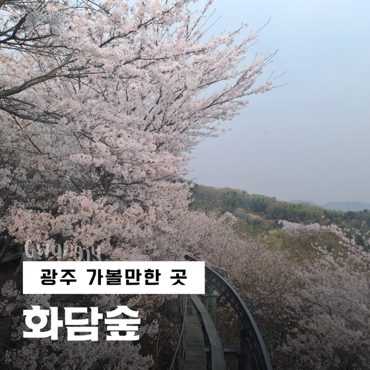  [광주 가볼만한 곳] 모노레일 예약 벚꽃 만개 수선화 포토스팟, 화담숲