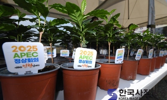 커피나무 숲 사진 5