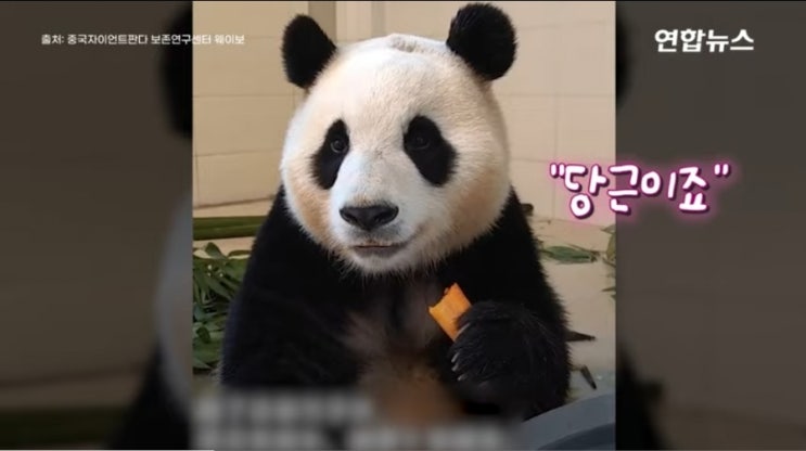 <b>푸바오</b> 중국 <b>건강 이상설</b> 계속 앞구르기 괜찮을까