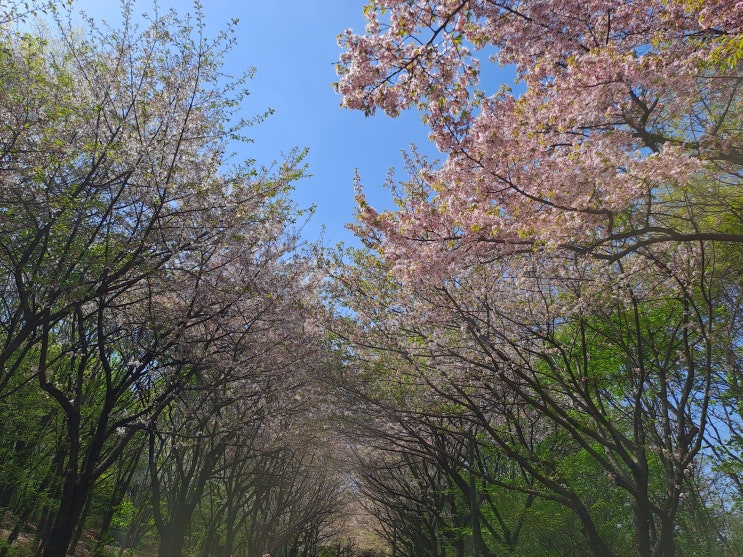 서울숲 꽃비 내리는 벚나무 숲길