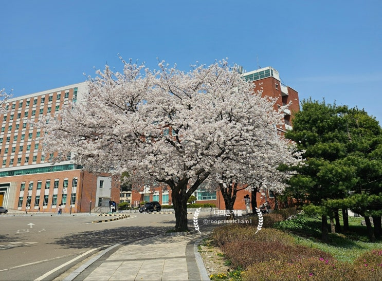  우연찮게 들렸던 4월 벚꽃나들이 성공