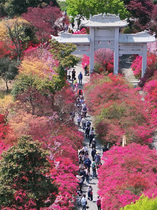  ‘핑크빛 봄의 미소’, 제1회 강진 서부해당화 봄꽃축제 초대박