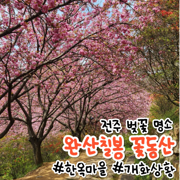 [전주]봄꽃놀이 명소로 유명한 '전주 완산칠봉 꽃동산' 실시간 개화상황&주차팁