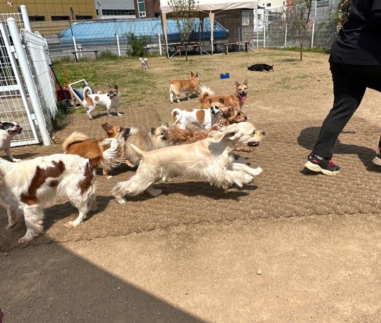  분당애견호텔 :) 소형견 대형견 운동장이 분리된 라드독