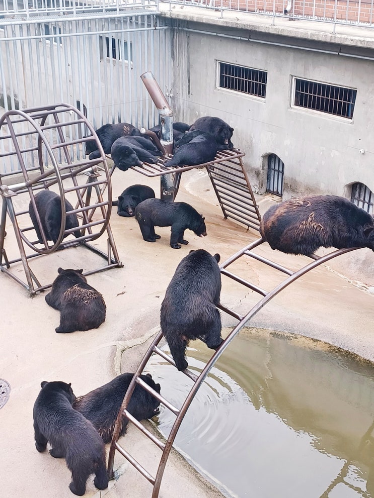  세종 가볼만한 곳 베어트리 파크 평생볼 곰 여기서 다 봄