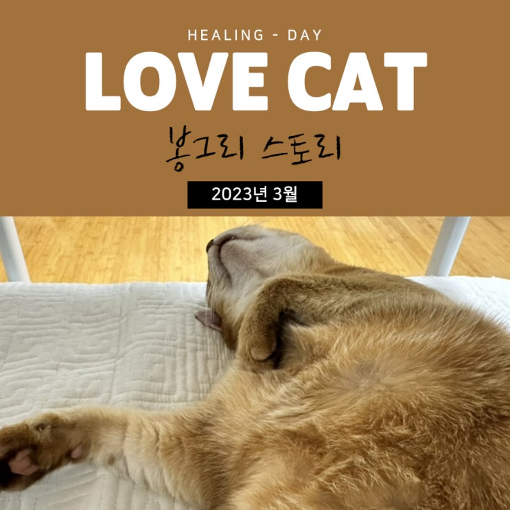  스크래쳐 선물에 행복한 반려묘 반응