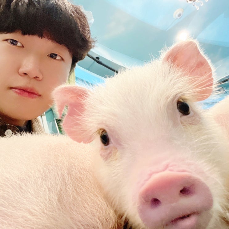  [일본] 오사카 돼지카페 mipig