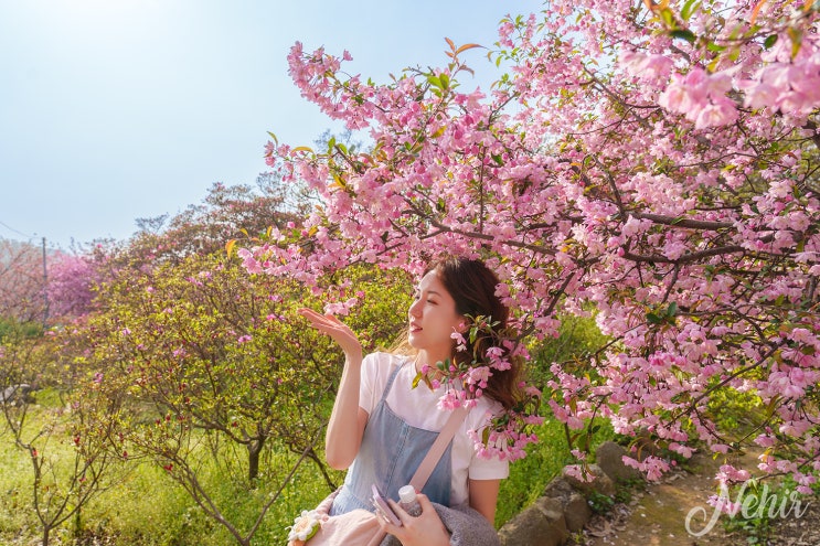  전주 완산칠봉 꽃동산 완산공원 실시간 주차 철쭉 겹벚꽃 전주 나들이