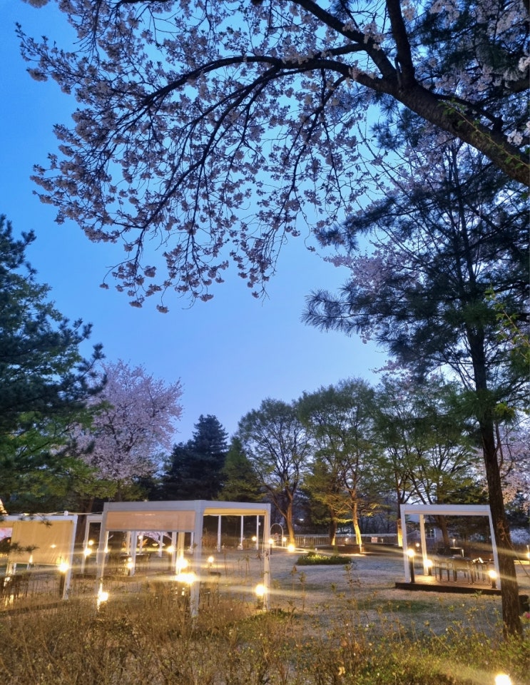  파주 오산리 기도원 벚꽃 |  아리아 1968 카페 벚꽃 음악회