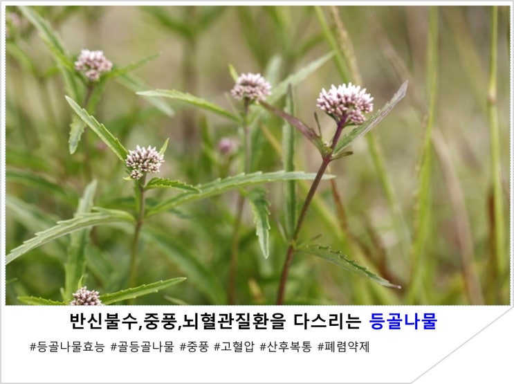  반신불수,중풍,뇌혈관질환을 다스리는 등골나물