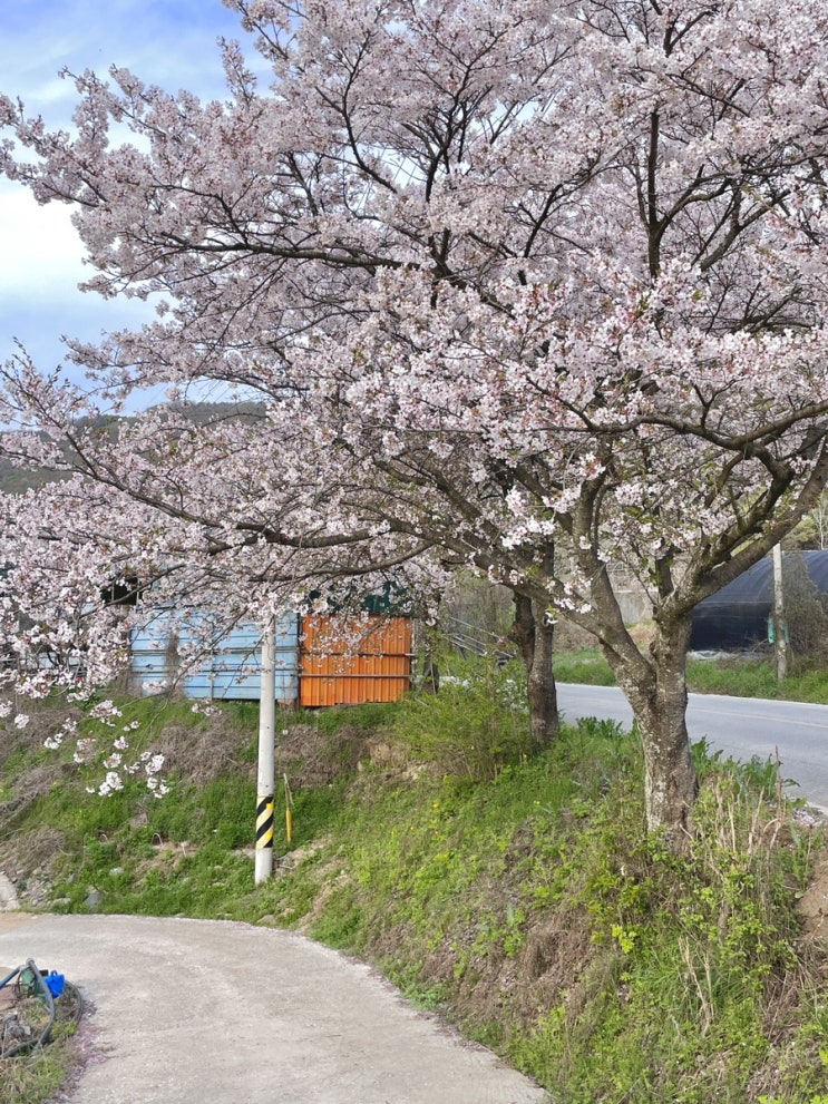  팔공산벚꽃현황 / 팔공산동인정갈비찜 _20240410방문