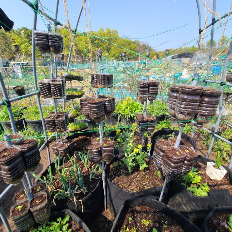 주말농장 2m×2m 아치 구조물 내 1.2평 부직포 화분 텃밭 부직포 채소 텃밭 PT병 수직 텃밭 작물