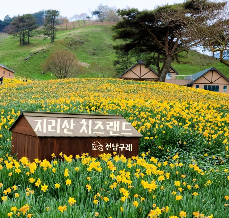  전남 구례 지리산 치즈랜드 수선화 개화 주차 꿀팁 입장료 4월 여행