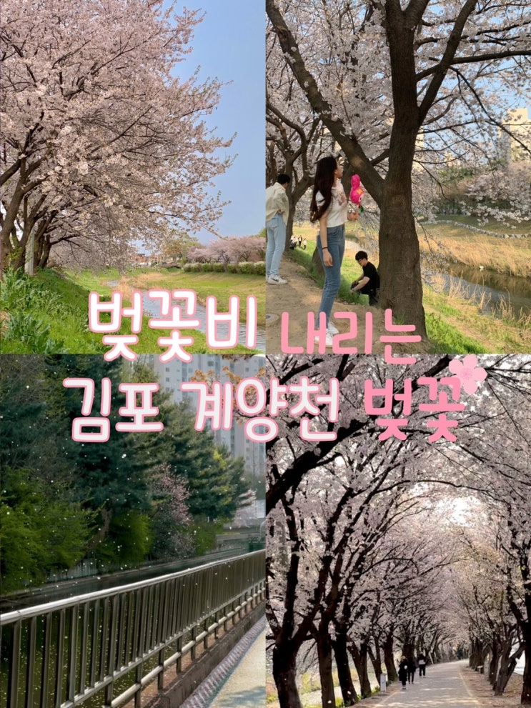 김포 벚꽃 명소 계양천 벚꽃비 내리는 개화상황