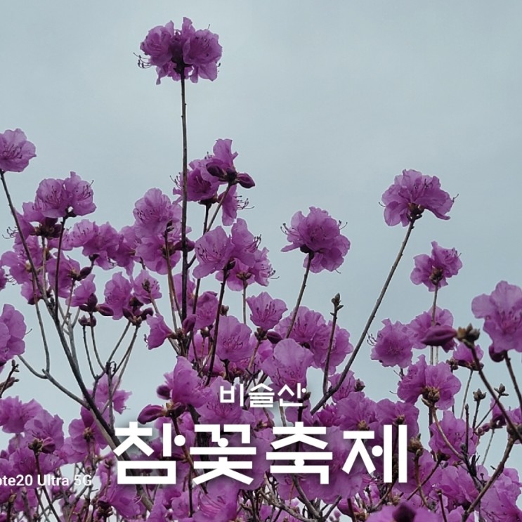비슬산 참꽃축제 진달래 개화상황 셔틀버스 운행정보(주차장)