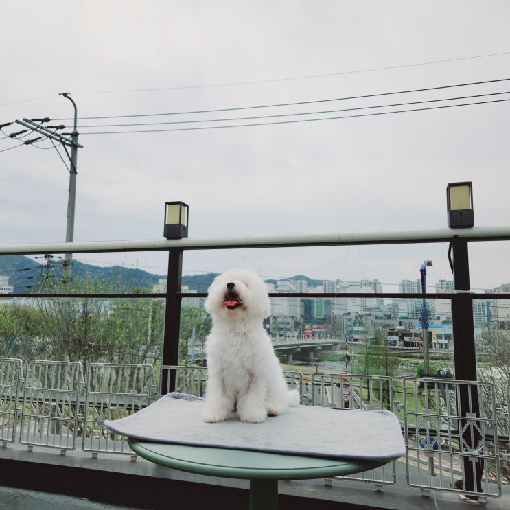  [대구강아지분양]대구미니비숑분양_보는것만으로 힐링_미니비숑"요나"(feat.경산,하양,포항,영천,밀양)
