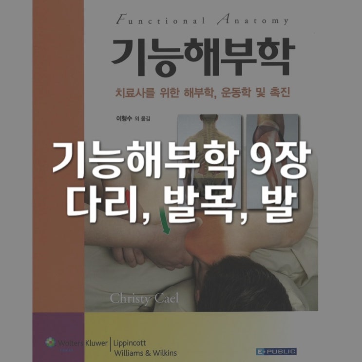  기능해부학 9장 - 다리, 발목, 발