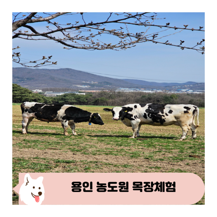  아이와 용인 농도원 목장 낙농 체험 대만족