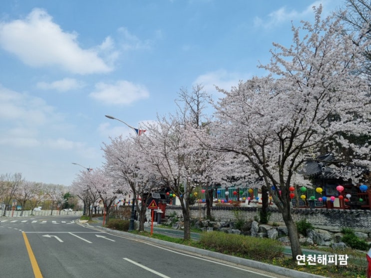  연천 한탄강관광지 오토캠핑장 벚꽃