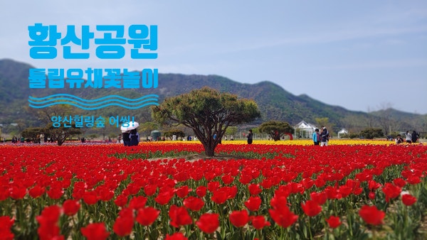  황산공원  튤립과 유채꽃 함께 즐기기 이번주가 절정!황톳길 어씽부터 불멍,숲멍,물멍까지!