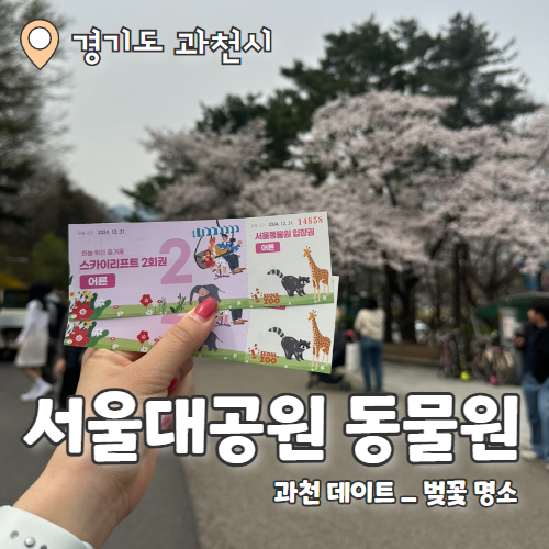  과천 서울대공원 벚꽃구경 후기 (동물원+리프트 이용권)