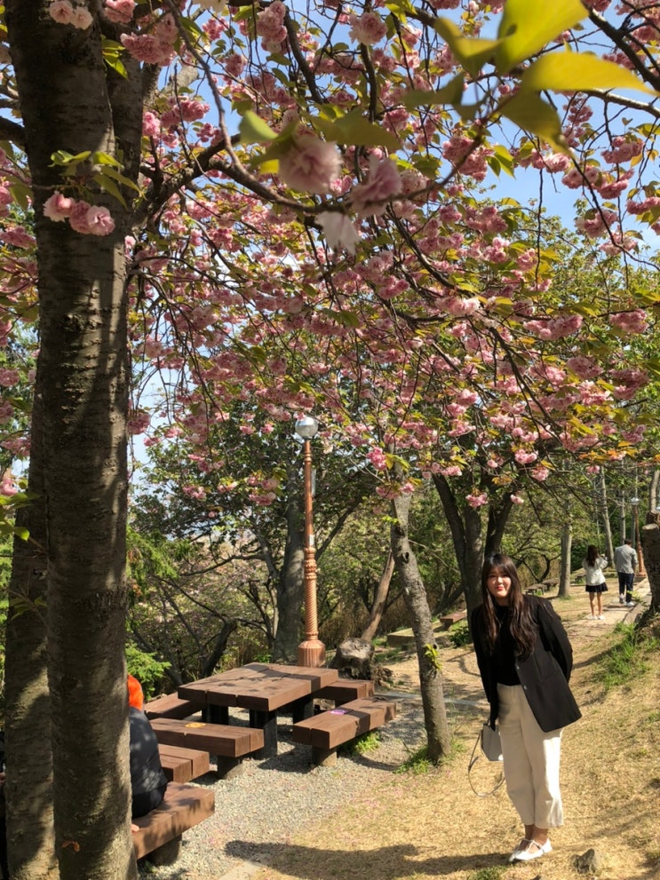 부산 민주공원 겹벚꽃 포토스팟,주차꿀팁 안내 (24/4/10) 부산 민주공원 겹벚꽃 포토스팟,주차꿀팁 안내 (24/4/10)