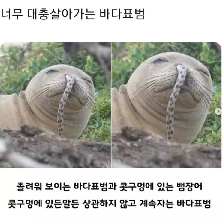 너무 대충살아가는 바다표범