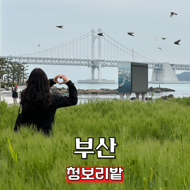  광안리 근처 놀거리 부산 청보리밭 민락수변공원 포토존