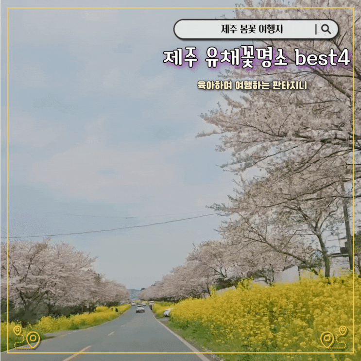  제주도 유채꽃 명소 best4 - 봄꽃여행지로 추천(개화 시기,만개 상황)