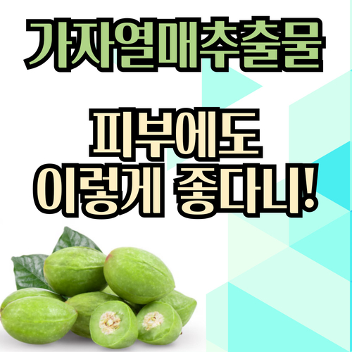  가자열매추출물 효능 피부에도 좋다니