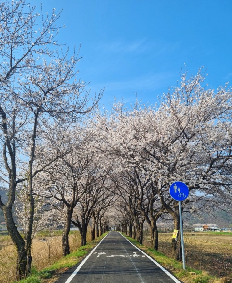 [청주 인근] 벚꽃 명소 보은 자전거길 꽃놀이