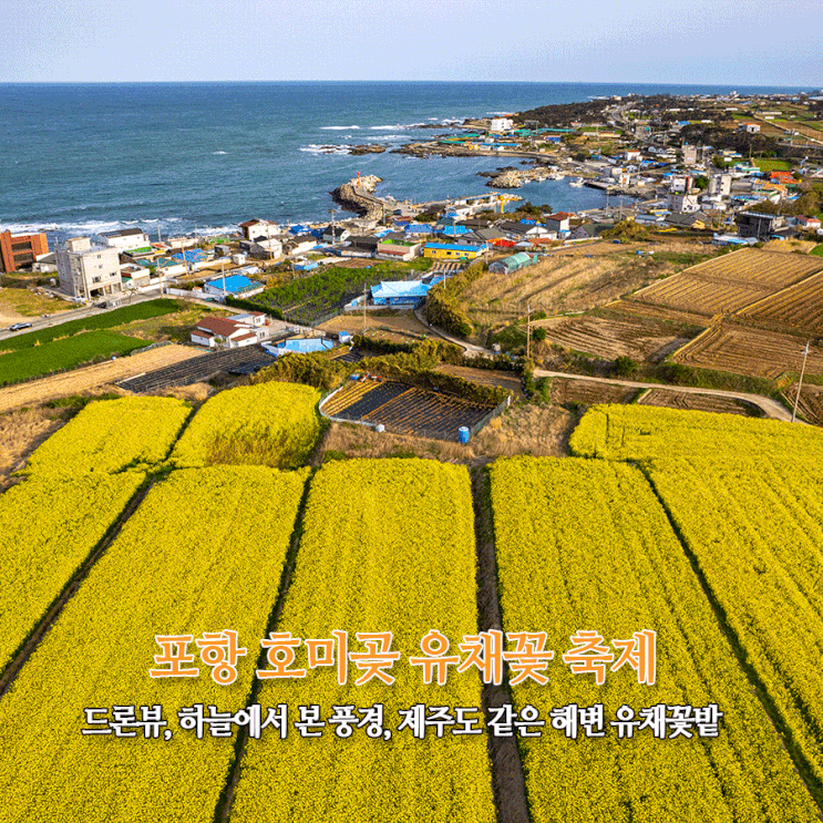  포항 호미곶 유채꽃 축제 드론뷰 하늘에서 본 풍경 제주도 같은 해변 유채꽃밭