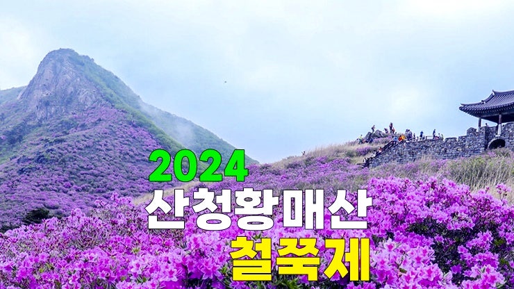 경남 합천 4월 봄축제 2024 산청황매산 철쭉제·꽃잔디 축제 기본정보 주차장 철쭉 실시간 개화상태 경남 합천 4월 봄축제 2024 산청황매산 철쭉제·꽃잔디 축제 기본정보 주차장 철쭉 실시간 개화상태