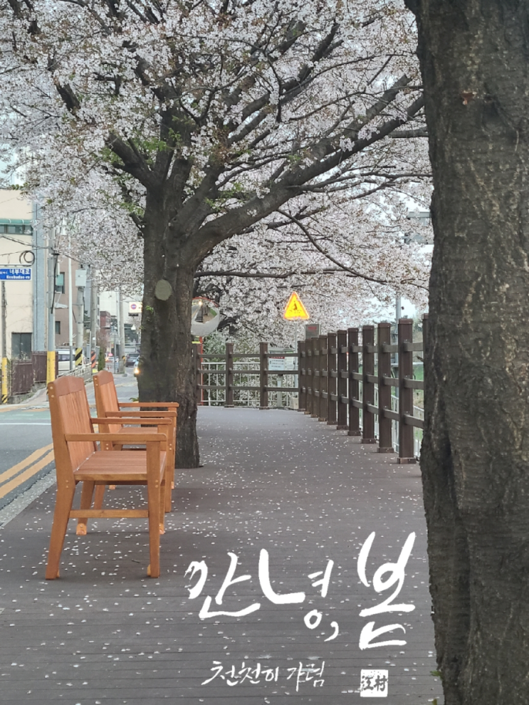  광명시 목감천 산책로. 꽃길을 걸어요.