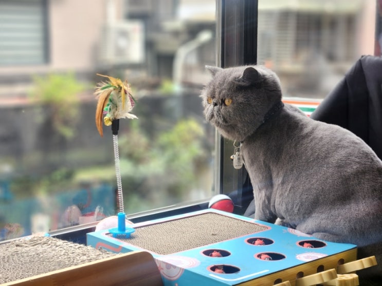  대만 타이베이 고양이 카페 _ The Who Cafe, 융캉제, 융캉제 카페, 융캉공원카페, 대만 자유여행, 지진 여행